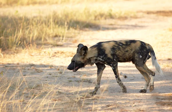 Afrikanische Wildhunde — Stockfoto