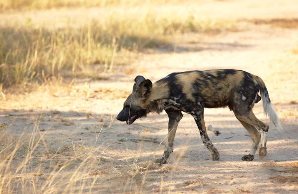 Perros salvajes africanos — Foto de Stock