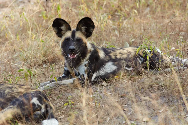 African Wild Dogs — Stock Photo, Image