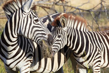 Zebra