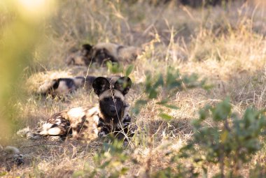 Afrika Vahşi köpekler