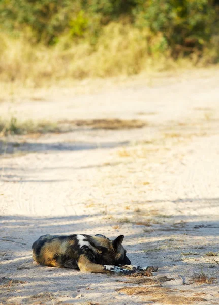 Afrikanische Wildhunde — Stockfoto