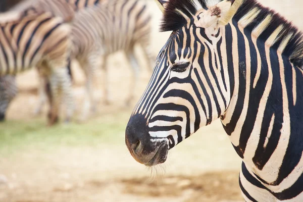 Zèbres dans le zoo — Photo