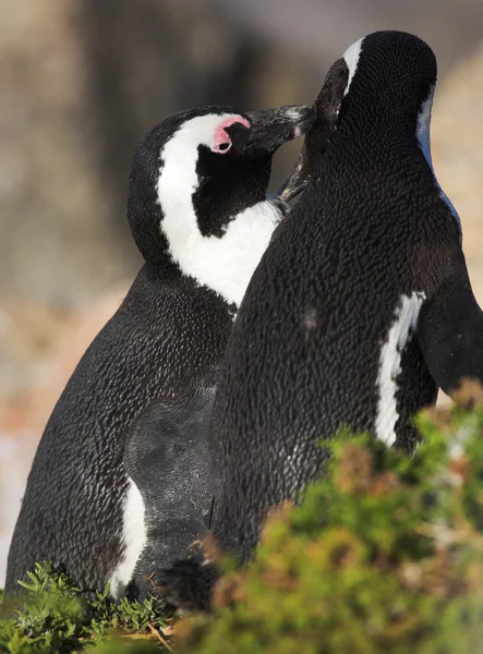 Jackass Penguin — Stock Photo, Image