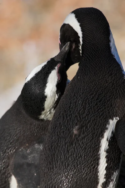 Jackass pengueni — Stok fotoğraf