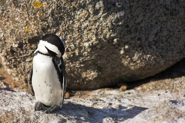 Jackass pinguïn — Stockfoto