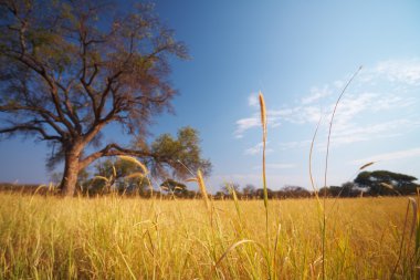 otlak Afrika savana