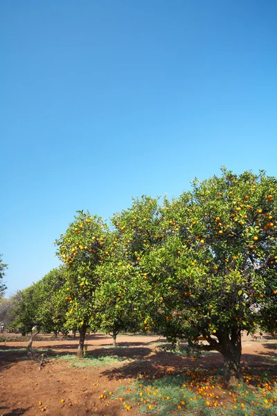 Orange fruit orchard — Stock Photo, Image