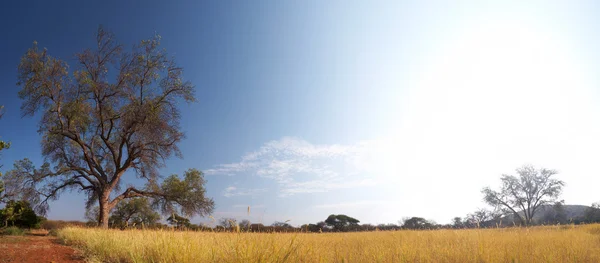 Prados savana africana — Fotografia de Stock