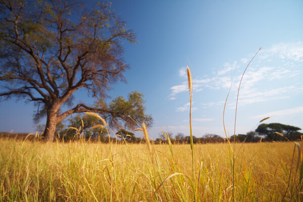 Grassland African savannah