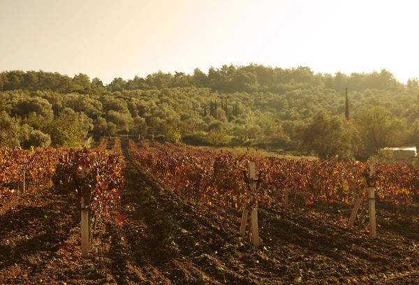 Autumn vineyards — Stock Photo, Image