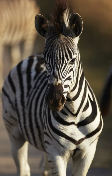 Mladá zebra — Stock fotografie