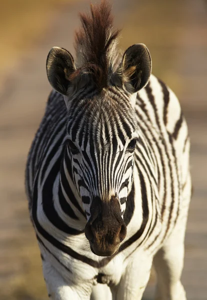 Jovem Zebra — Fotografia de Stock