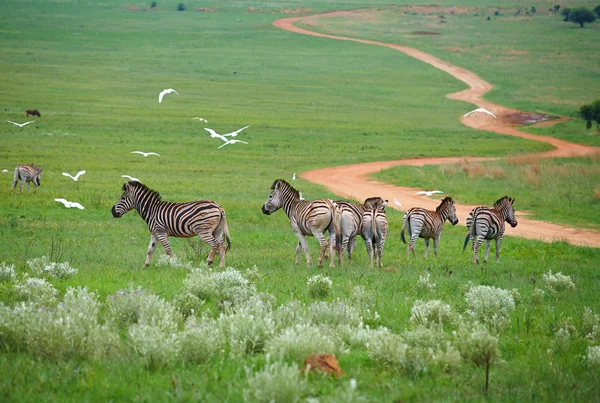 Jonge zebra — Stockfoto