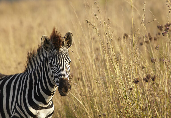 Young zebra in the wild - winter grass