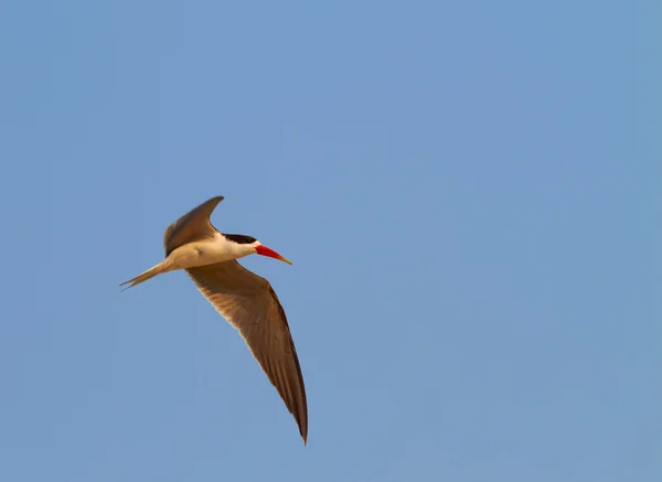 Afrika skimmer — Stok fotoğraf