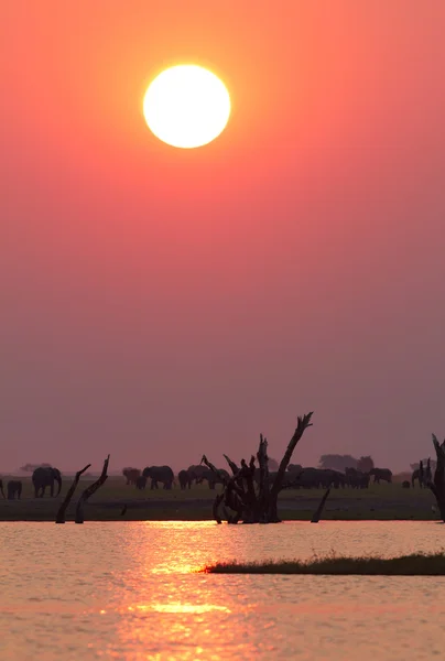非洲日落 — 图库照片