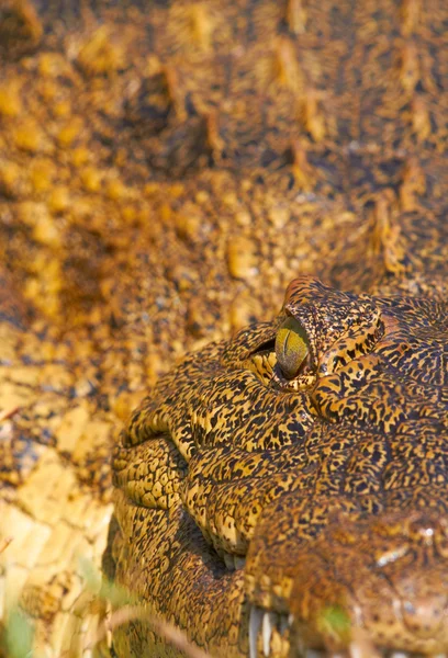 Krokodil oog — Stockfoto