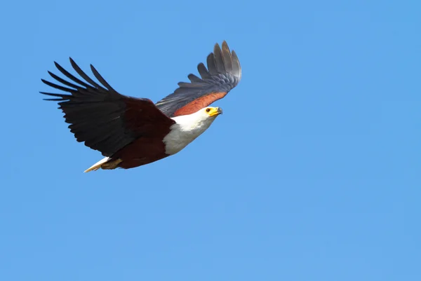 Flying Fish Eagle — Stock Photo, Image