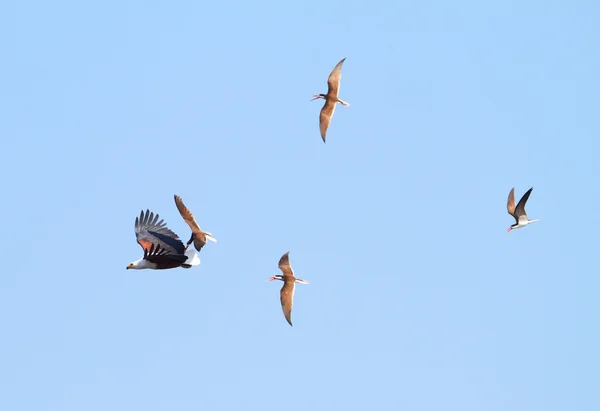 Fliegender Fischadler — Stockfoto