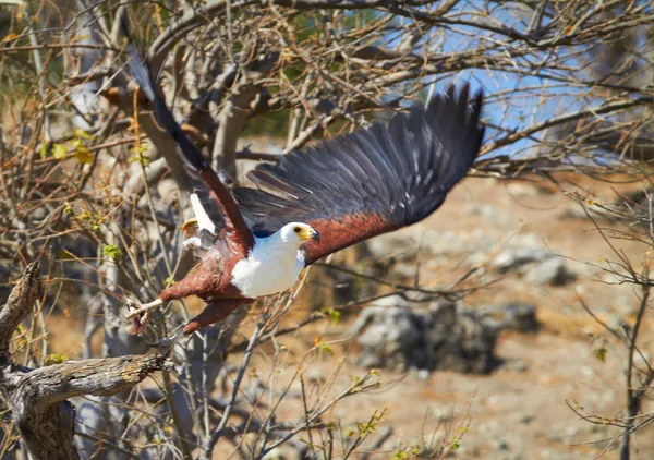 Flying zeearend — Stockfoto