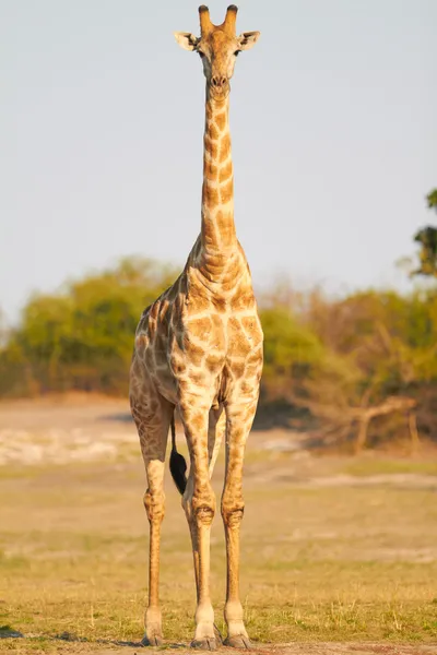 Africké žirafy — Stock fotografie