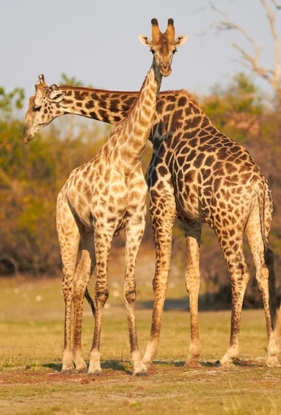 Afrykańskiej żyrafy — Zdjęcie stockowe