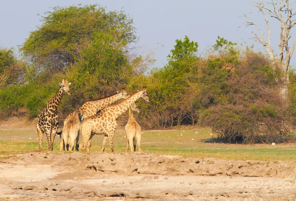 Africké žirafy — Stock fotografie