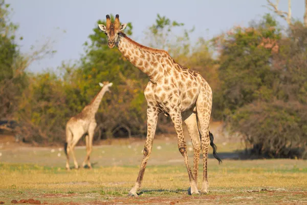 Afrikai zsiráf — Stock Fotó