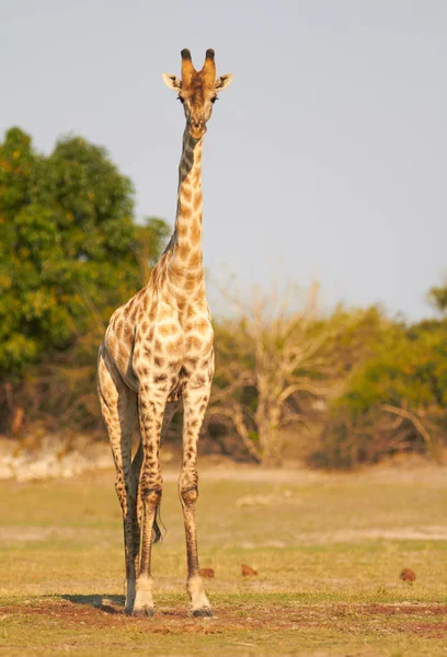 Jirafas africanas — Foto de Stock