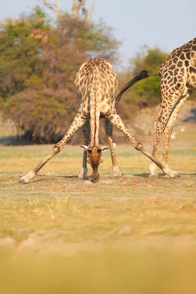 African Giraffes — Stock Photo, Image