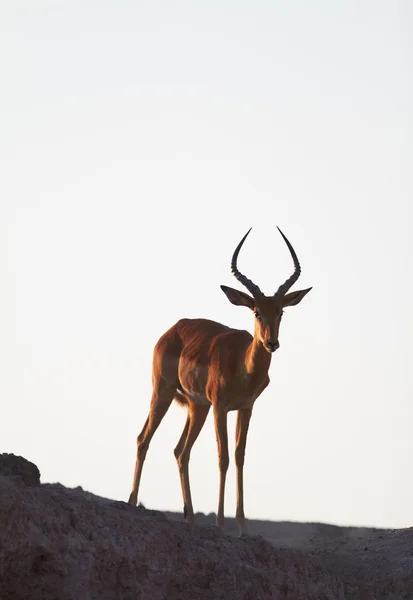 Impala on ridge — Stock Photo, Image