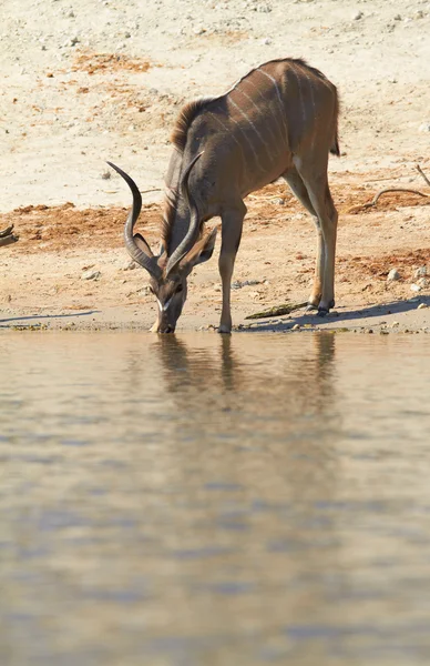 Gran Kudu. — Foto de Stock