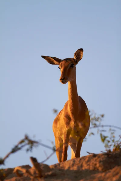 Impala on ridge — Stock Photo, Image