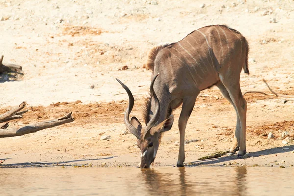 Gran Kudu. — Foto de Stock