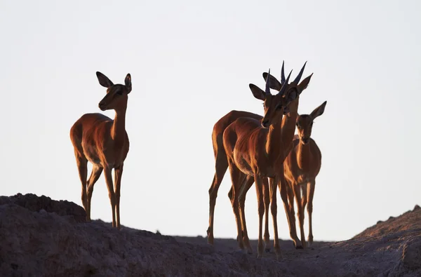 Impala auf Grat — Stockfoto