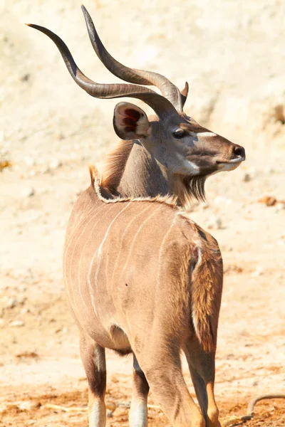 Kudu velký — Stock fotografie