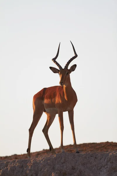 Impala on ridge — Stock Photo, Image