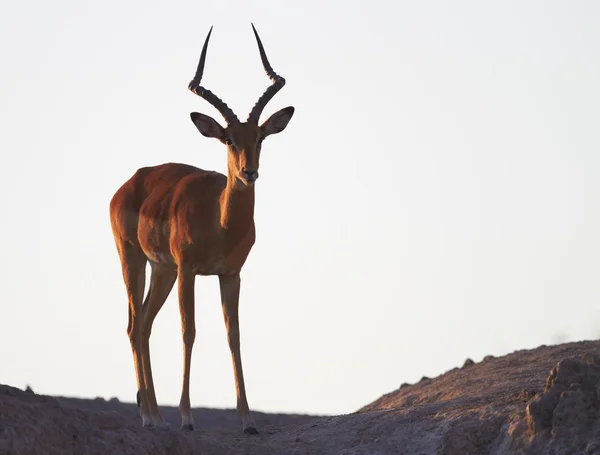 Impala auf Grat — Stockfoto