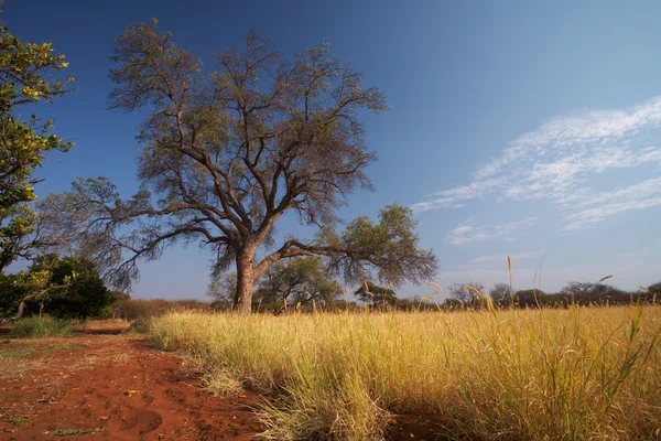 Grassland African savannah — Stock Photo, Image