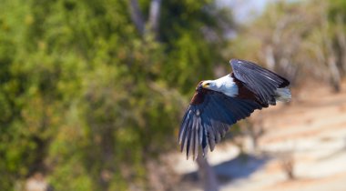 uçan balık kartalı