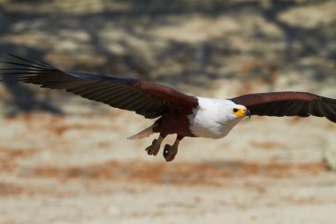 uçan balık kartalı