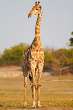 afrika zürafalar
