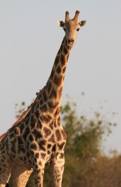 afrika zürafalar