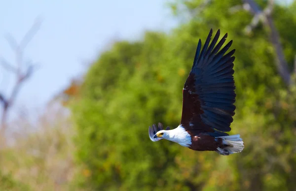 Fliegender Fischadler — Stockfoto