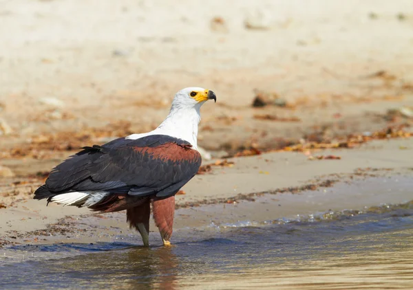 Águila de pescado — Foto de Stock