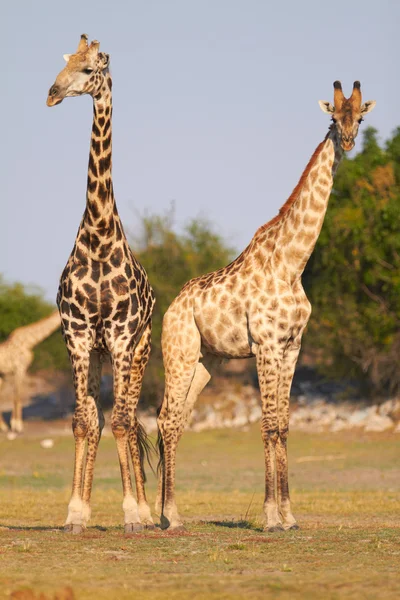 Afrikaanse giraffen — Stockfoto