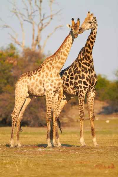 Afrikaanse giraffen — Stockfoto