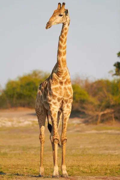 African Giraffes — Stock Photo, Image