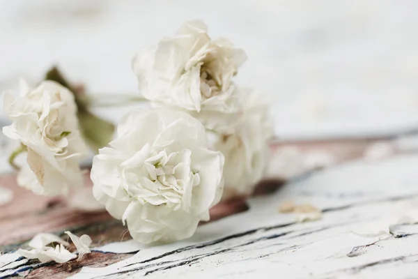 Kleine witte bloem — Stockfoto